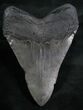 Massive Megalodon Tooth - Foot Shark #8165-1